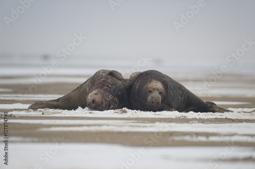 Two male Grey seals (Halichoerus grypus) lying on the beach exhausted after a fifteen minute fight,  Donna Nook, Lincolnshire, UK, November 2008 photo