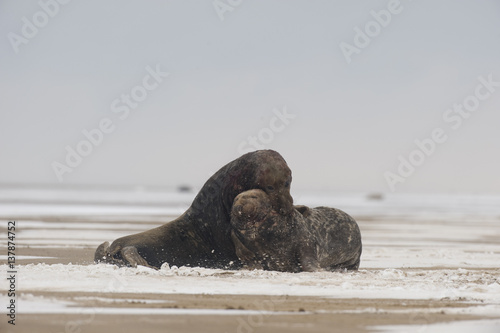 Two Grey seal (Halichoerus grypus) males fighting, Donna Nook, Lincolnshire, UK, November 2008 photo
