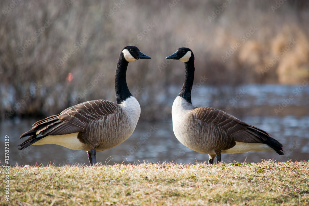 Curious geese Curious geese