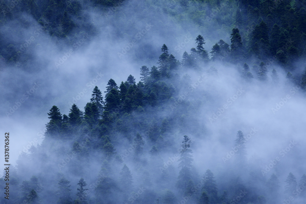 Mist drifting over a Nordmann fir (Abies nordmanniana) forest, near Dombay, Teberdinsky biosphere reserve, Caucasus, Russia, July 2008 Mist drifting over a Nordmann fir (Abies nordmanniana) forest, near Dombay, Teberdinsky biosphere reserve, Caucasus, Russia, July 2008