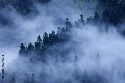 Mist drifting over a Nordmann fir (Abies nordmanniana) forest, near Dombay, Teberdinsky biosphere reserve, Caucasus, Russia, July 2008 photo