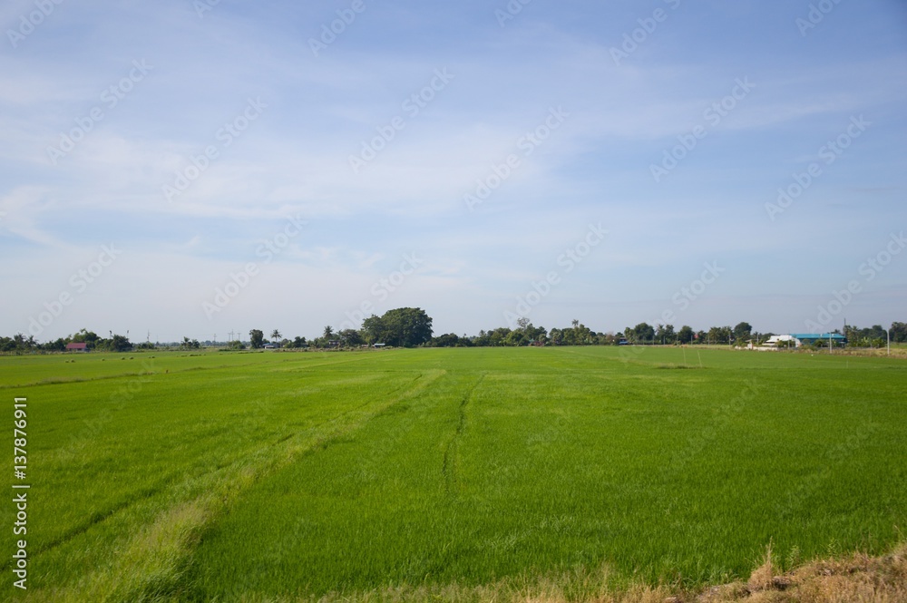 green rice tree in country , Chachoengsao , Thailand green rice tree in country , Chachoengsao , Thailand