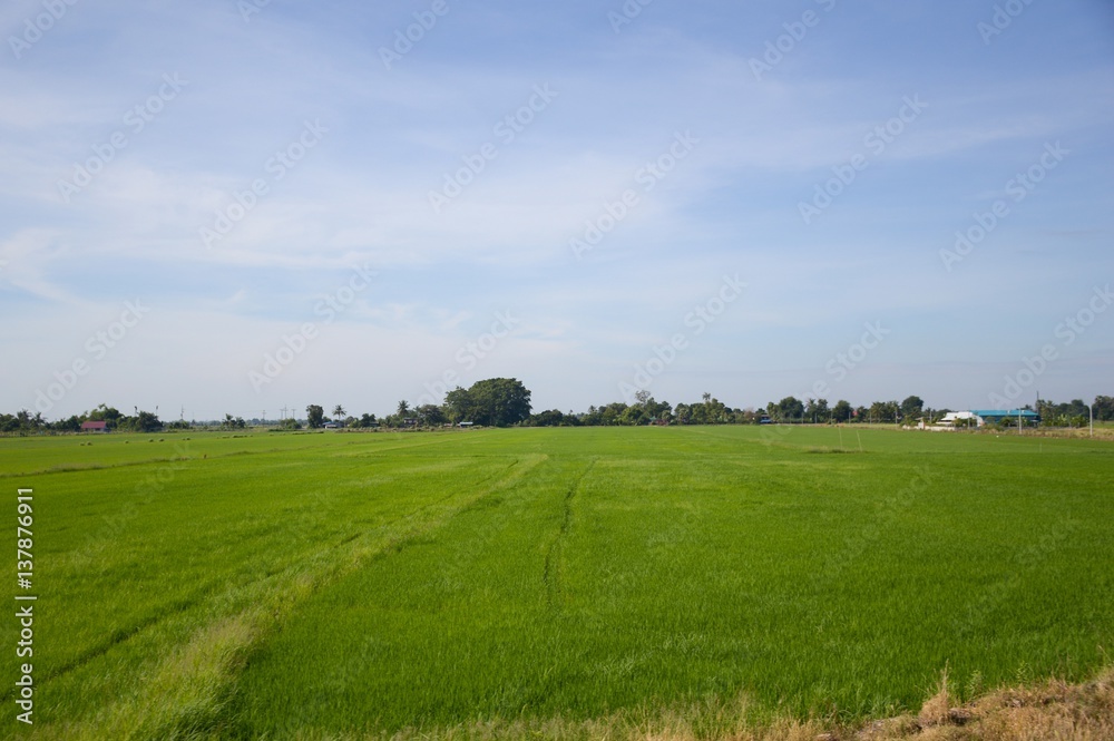 green rice tree in country , Chachoengsao , Thailand