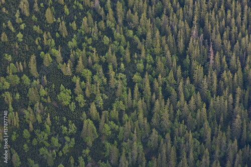 Aerial view the transition from mountain forest with Norway spruce (Picea abies) and Mountain ash / Rowan (Sorbus aucuparia) trees and the Dwarf mountain pine (Pinus mugo) zone, Western Tatras, Carpathian Mountains, Slovakia, June 2009 photo