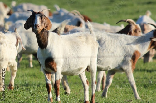 Goats © Brooke