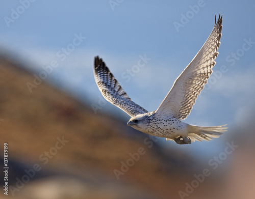 Gyrfalcon (Falco rusticolus) in flight, Disko Bay, Greenland, August 2009