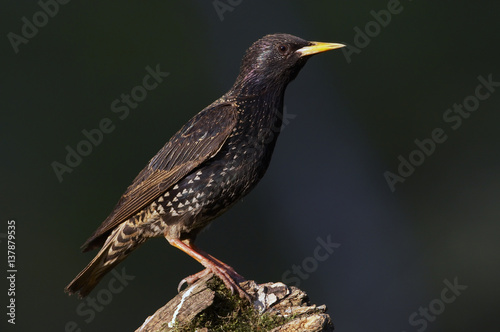 Common Starling (Sturnus vulgaris) perched, Pusztaszer, Hungary, May 2008 photo