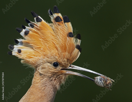 Hoopoe (Upupa epops) with insect prey in beak, Pusztaszer, Hungary, May 2008. Magic Moments book plate.