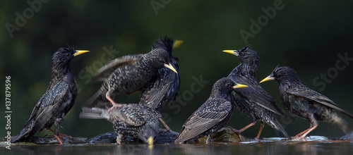 Flock of Common Starling (Sturnus vulgaris) at water, Pusztaszer, Hungary, May 2008. Magic Moments book plate.