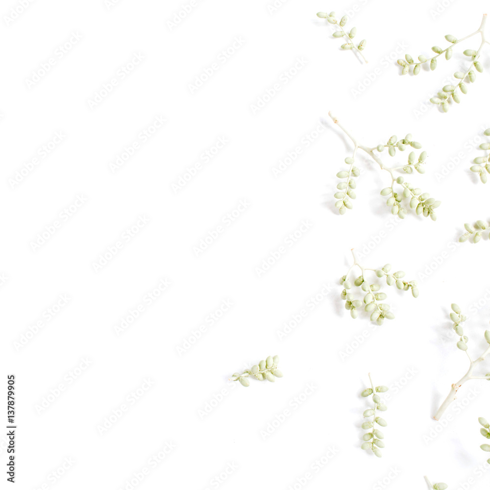 Green branches pattern on white background. Flat lay, top view. Flower background.
