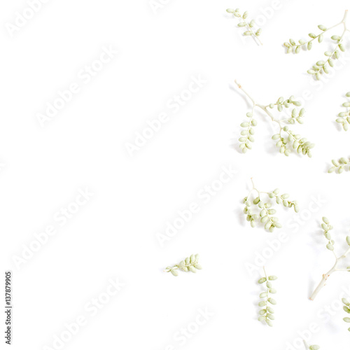 Green branches pattern on white background. Flat lay  top view. Flower background.