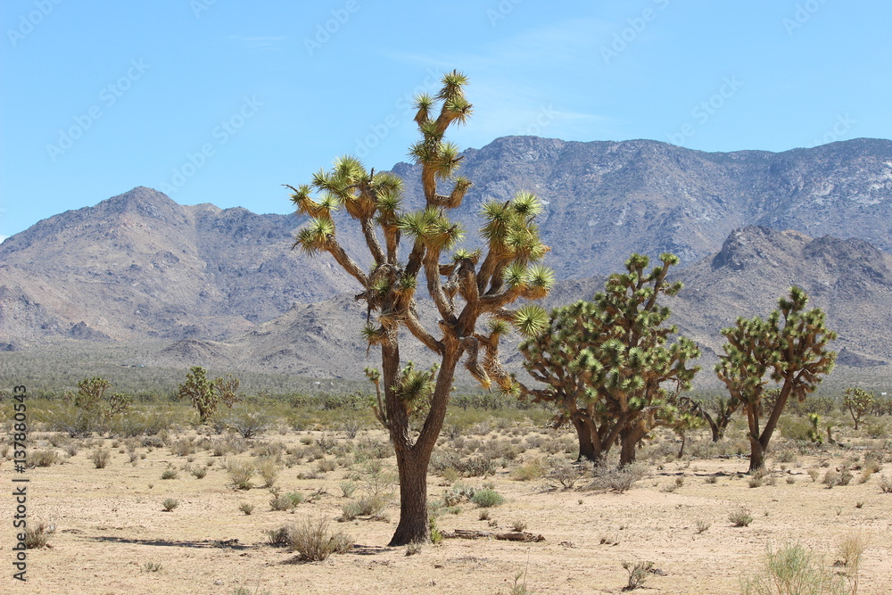 Joshua Tree