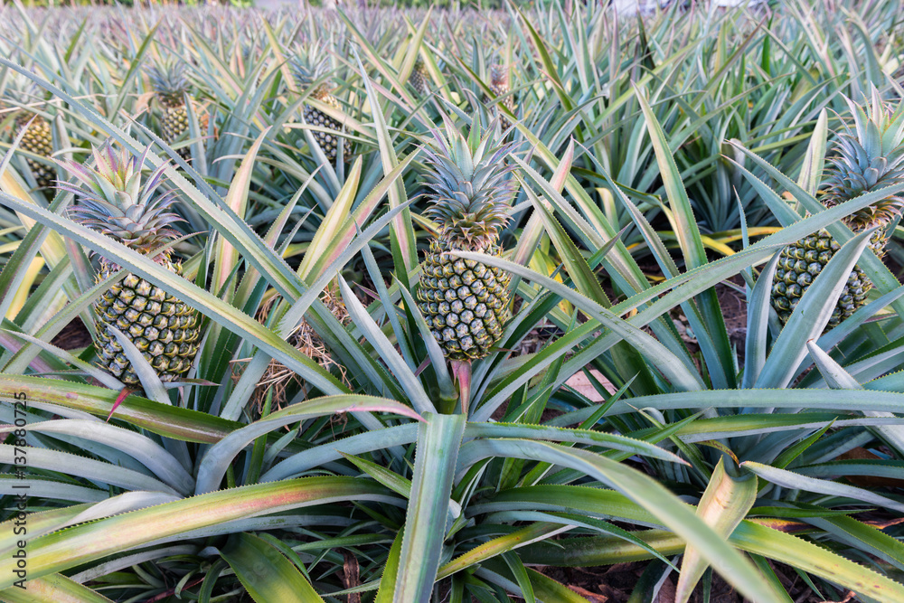 Fototapeta premium Pineapple tropical fruit growing in a farm
