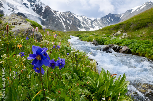Fotografiet Blue flowers in the Altai Mountains