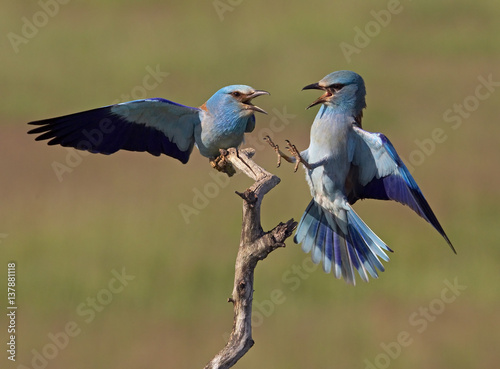 European Roller (Coracias garrulus) two fighting, Pusztaszer, Hungary, May 2008