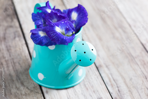 Butterfly pea flower in blue watering can.