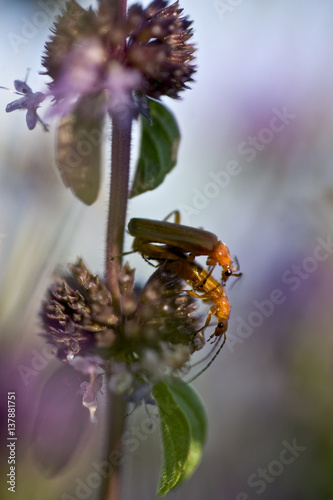 Soldier beetles (Cantharis fusca) mating on Pennyroyal (Mentha pulegium) Hortobagy National Park, Hungary, July 2009 photo