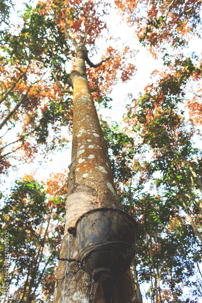 Fototapeta premium Milky latex extracted from rubber tree closeup with soft-focus and over light