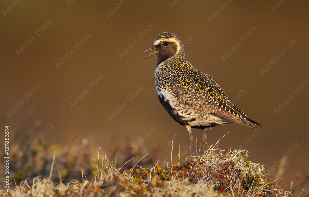 Golden plover (Pluvialis apricaria) calling, Myvatn, Thingeyjarsyslur, Iceland, June 2009 Golden plover (Pluvialis apricaria) calling, Myvatn, Thingeyjarsyslur, Iceland, June 2009