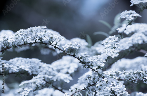 Background with blooming small white flowers