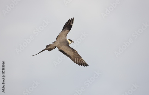 Long tailed skua (Stercorarius longicaudus) in flight, Thingeyjarsyslur, Iceland, June 2009 photo