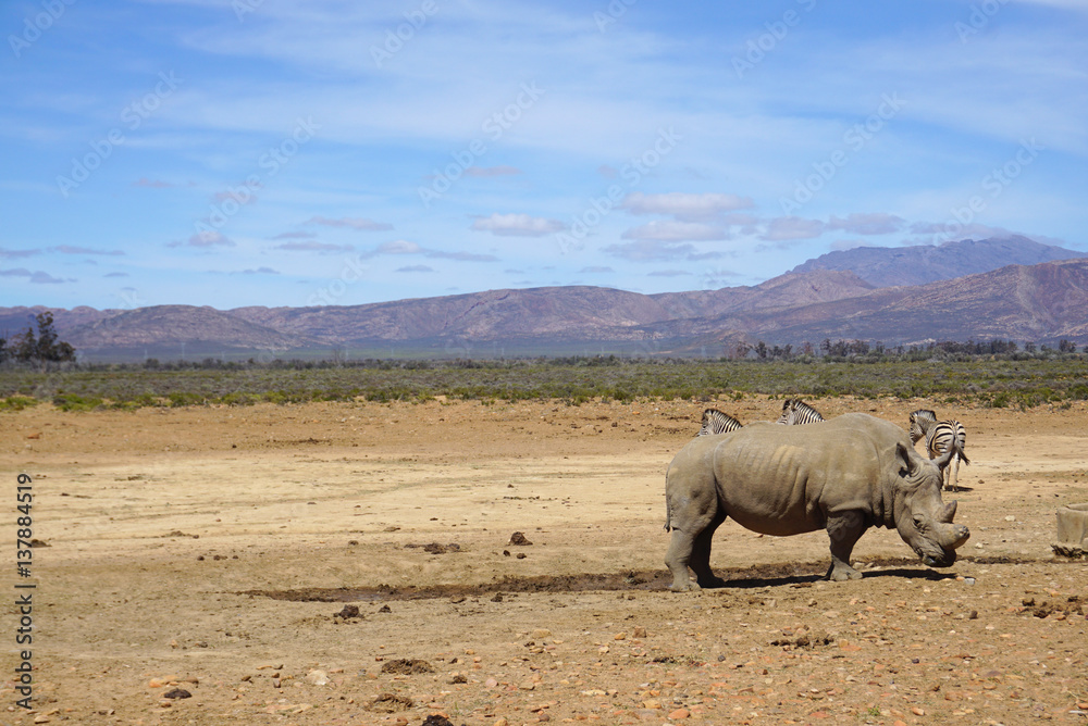 White rhinoceros standing with other rhino and zebras in safari White rhinoceros standing with other rhino and zebras in safari