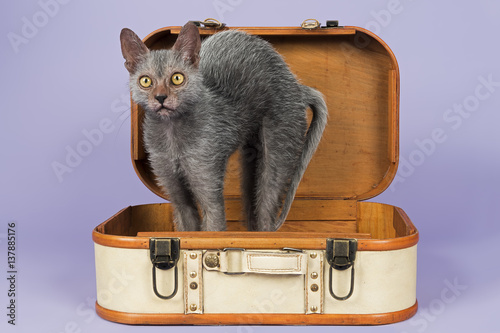 Fototapeta Naklejka Na Ścianę i Meble -  Katzen-Werwolf-13900