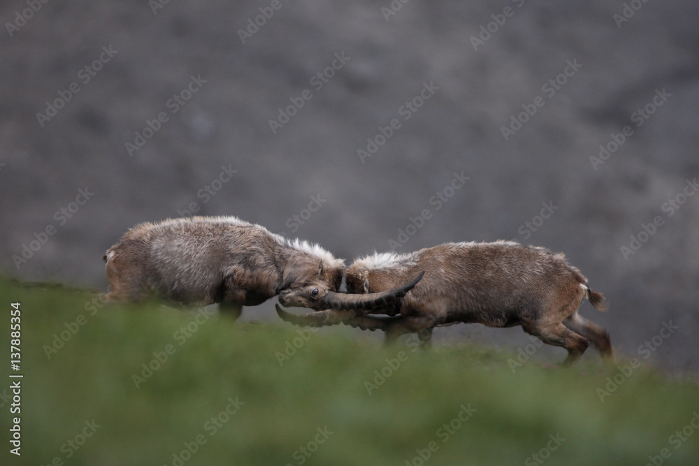 Alpine ibex (Capra ibex ibex) fighting, Hohe Tauern National Park, Austria, July 2008 Alpine ibex (Capra ibex ibex) fighting, Hohe Tauern National Park, Austria, July 2008