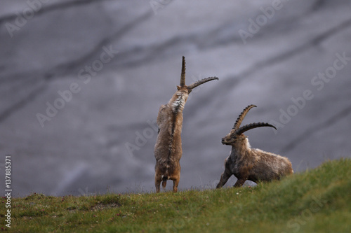 Alpine ibex (Capra ibex ibex) fighting in front of a glacier, Hohe Tauern National Park, Austria, July 2008 photo