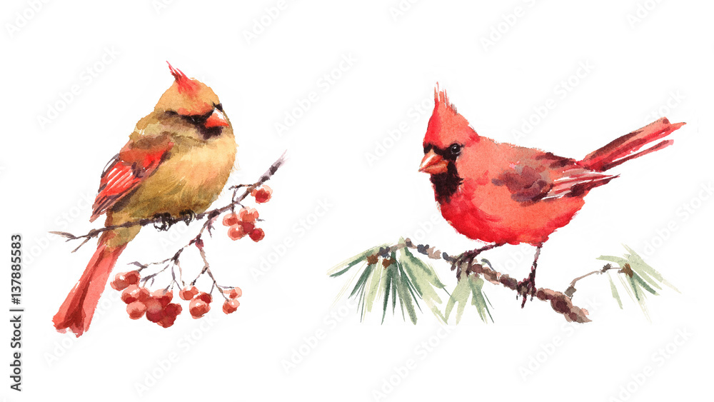 Obraz Male and Female Cardinals sitting on the Branch Two Birds Watercolor Hand Painted Greeting Card Fall Winter Christmas Illustration Set