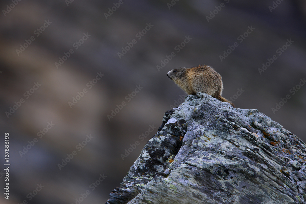Alpine marmot (Marmota marmota) sitting on a rock, Hohe Tauern National Park, Austria, July 2008 Alpine marmot (Marmota marmota) sitting on a rock, Hohe Tauern National Park, Austria, July 2008