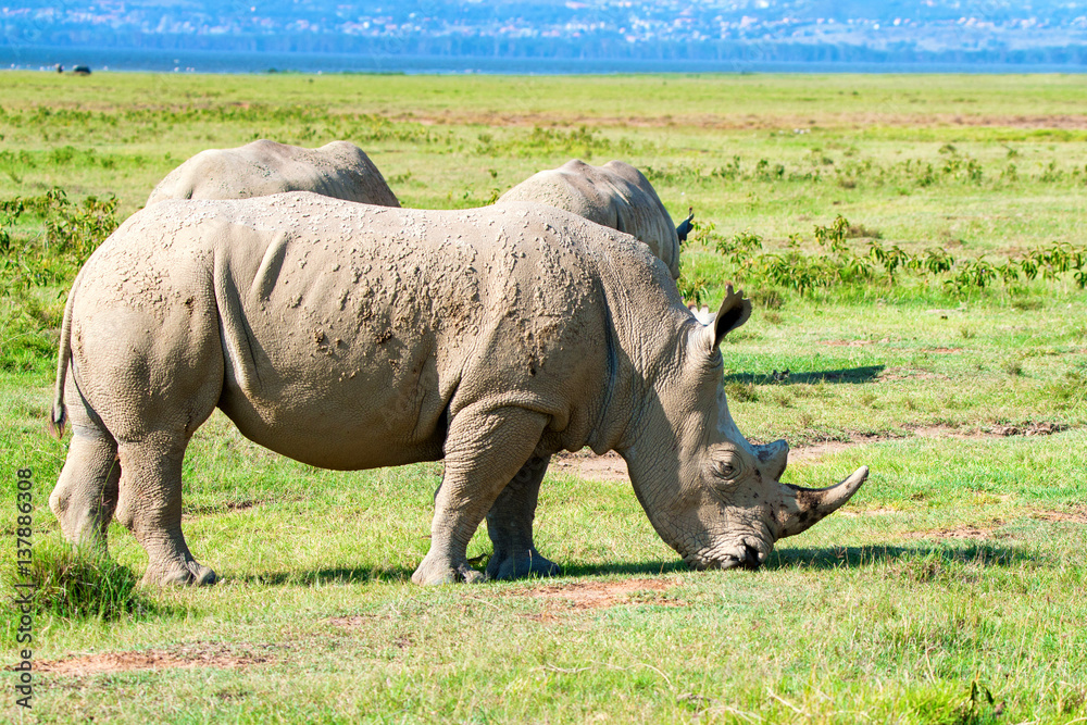 Obraz premium Pack of white rhino