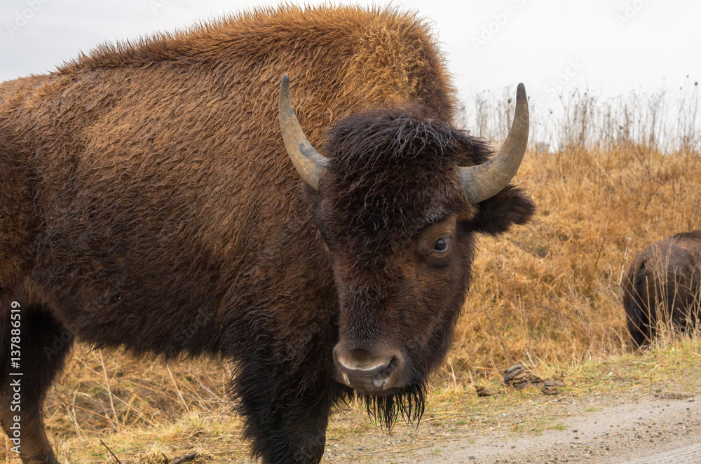 American bison (buffalo) in a wildlife refuge American bison (buffalo) in a wildlife refuge