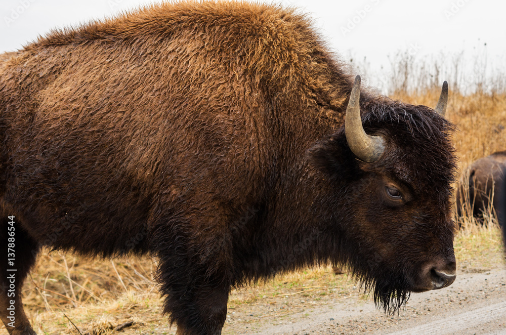 American bison (buffalo) in a wildlife refuge American bison (buffalo) in a wildlife refuge