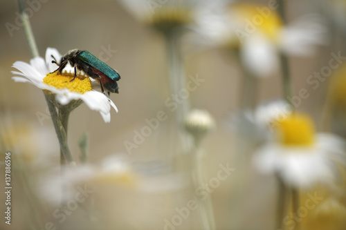 Green flower beetle {Cetoniinae} on Corn chamomile (Anthemis arvensis) Stenje region, Lake Macro Prespa, Galicica National Park, Macedonia, June 2009 photo