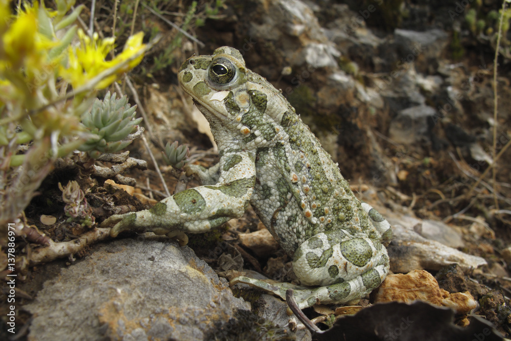European green toad (Bufo viridis) sitting, Stenje region, Galicica National Park, Macedonia, June 2009 European green toad (Bufo viridis) sitting, Stenje region, Galicica National Park, Macedonia, June 2009