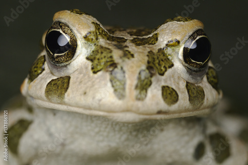 European green toad (Bufo viridis) head portrait, Stenje region, Galicica National Park, Macedonia, June 2009. WWE INDOOR EXHIBITION