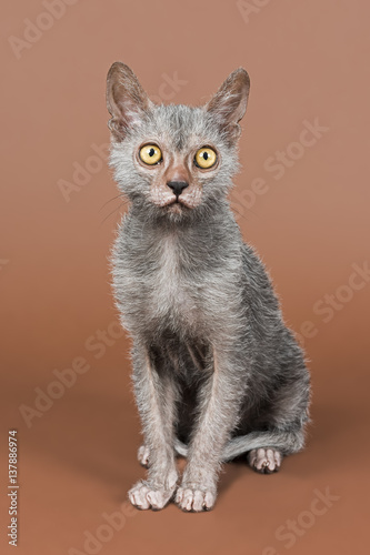 Fototapeta Naklejka Na Ścianę i Meble -  Katzen-Werwolf-13731