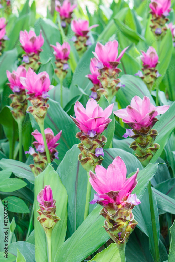 Field of Curcuma alismatifolia or Siam tulip pink flowers blooming in the nature garden, with selective focus. Field of Curcuma alismatifolia or Siam tulip pink flowers blooming in the nature garden, with selective focus.
