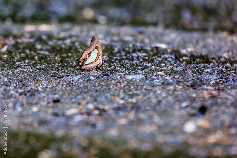 butterfly sitting on the Ground butterfly sitting on the Ground