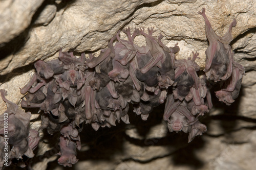 Juvenile Mehely's Horseshoe bat ( Rhinolophus mehelyi) roosting in a cave near Nikopol, Bulgaria, May 2008 photo