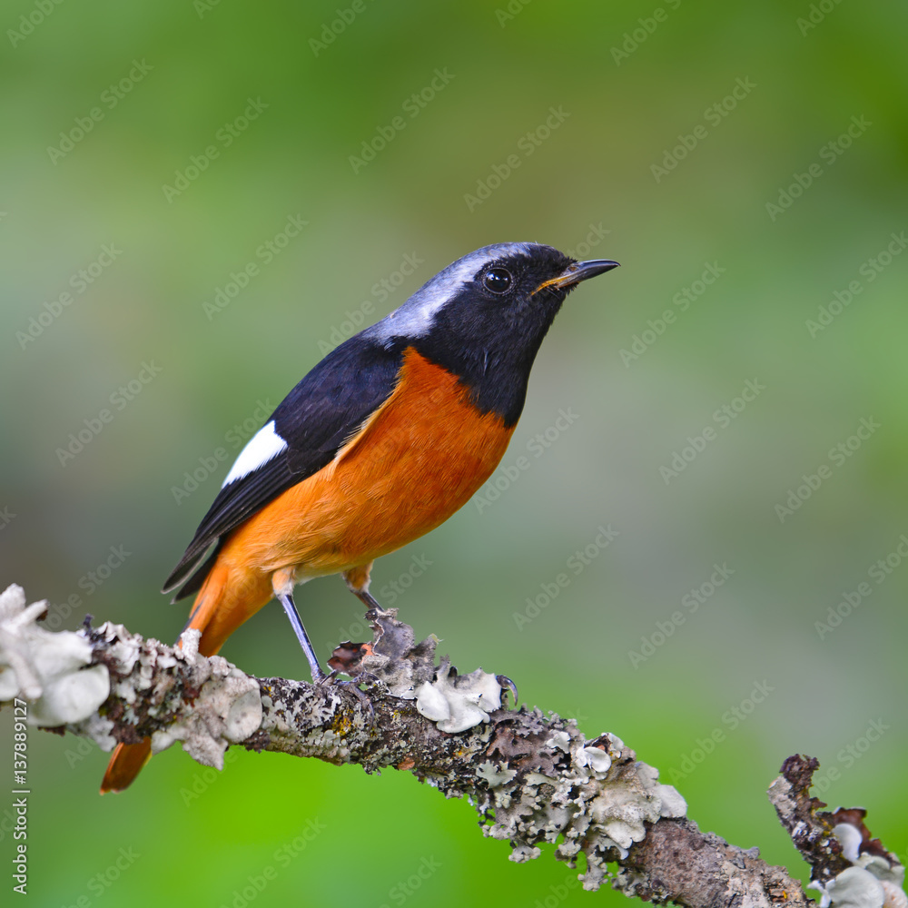 Daurian Redstart bird Daurian Redstart bird