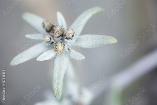 Edelweiss (Leontopodium alpinum) flower, Liechtenstein, July 2009