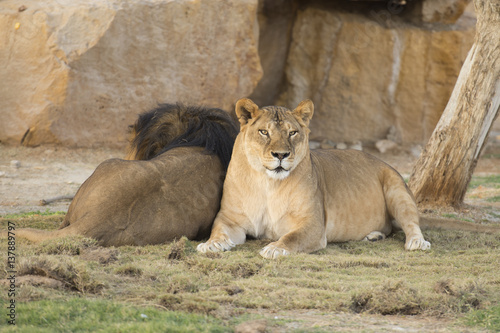 couple of lioness and lion in zoo