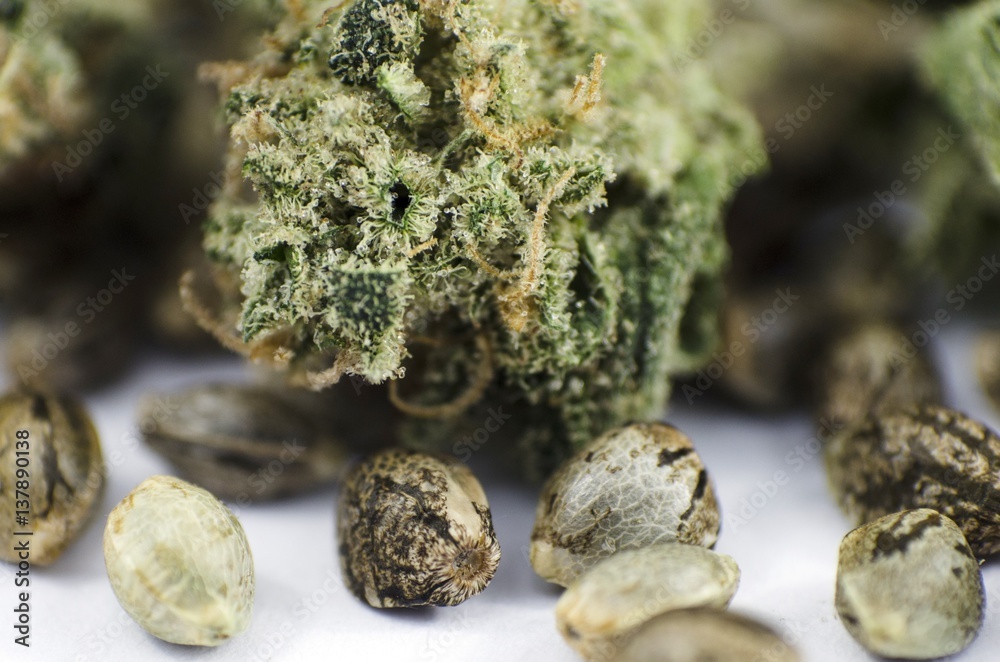 Φωτογραφία Detail closeup view of medical marihuana seeds and bud