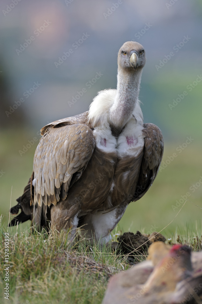 Griffon vulture (Gyps fulvus) portrait, Andorra, June 2009 Griffon vulture (Gyps fulvus) portrait, Andorra, June 2009