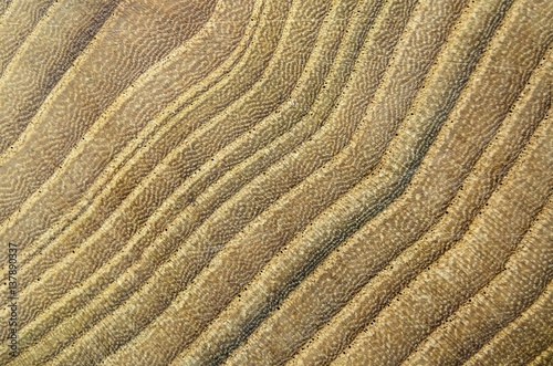 Detailed macro view of wood texture