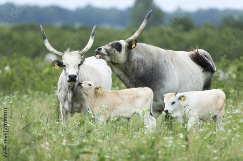 Slavonian Syrmian cattle in meadows, Croatia photo