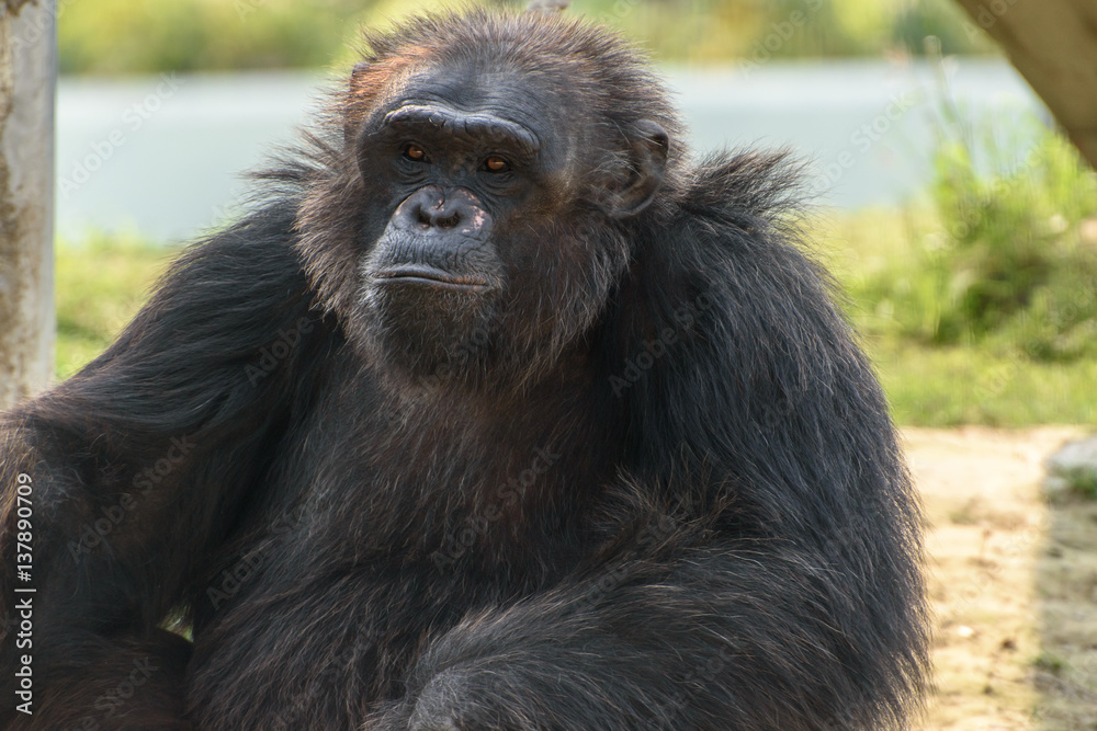 close up face  of a male chimpanzee