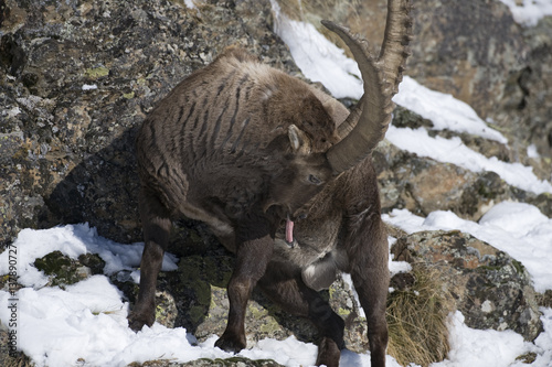 Alpine ibex (Capra ibex ibex) licking erect penis, rutting behaviour, Gran Paradiso National Park, Italy, November 2008